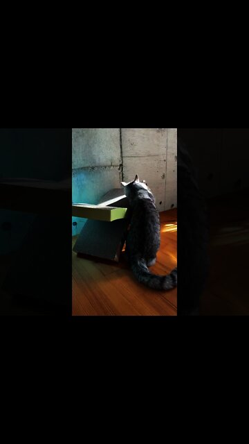 Funny Cats and Cute Kittens Playing #02