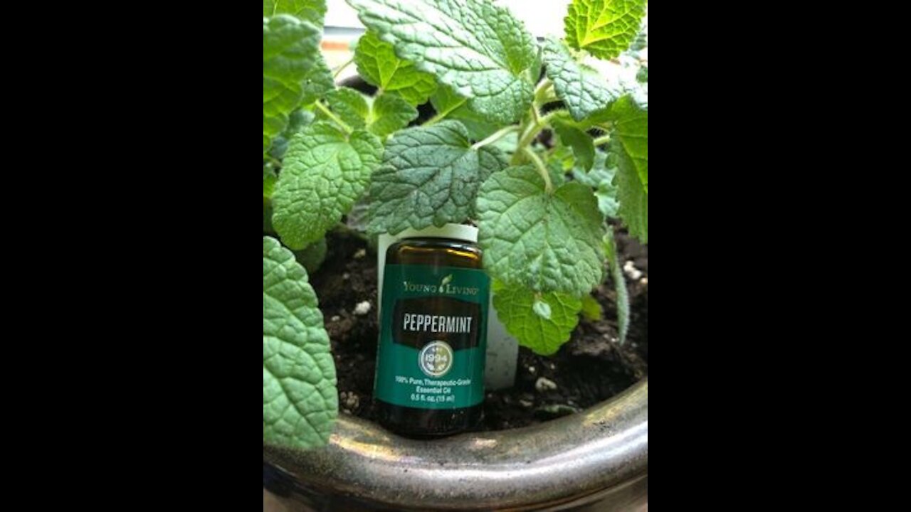 6 Uses for Peppermint Oil