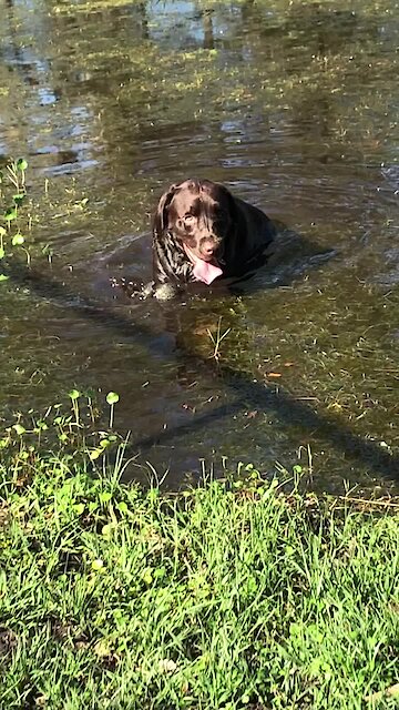 Dirty dog cools off in flooded puddle