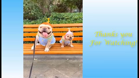 Funniest Animals to Enjoy