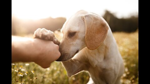 DOG SAVE BLIND MAN LIFE 😚😚😗