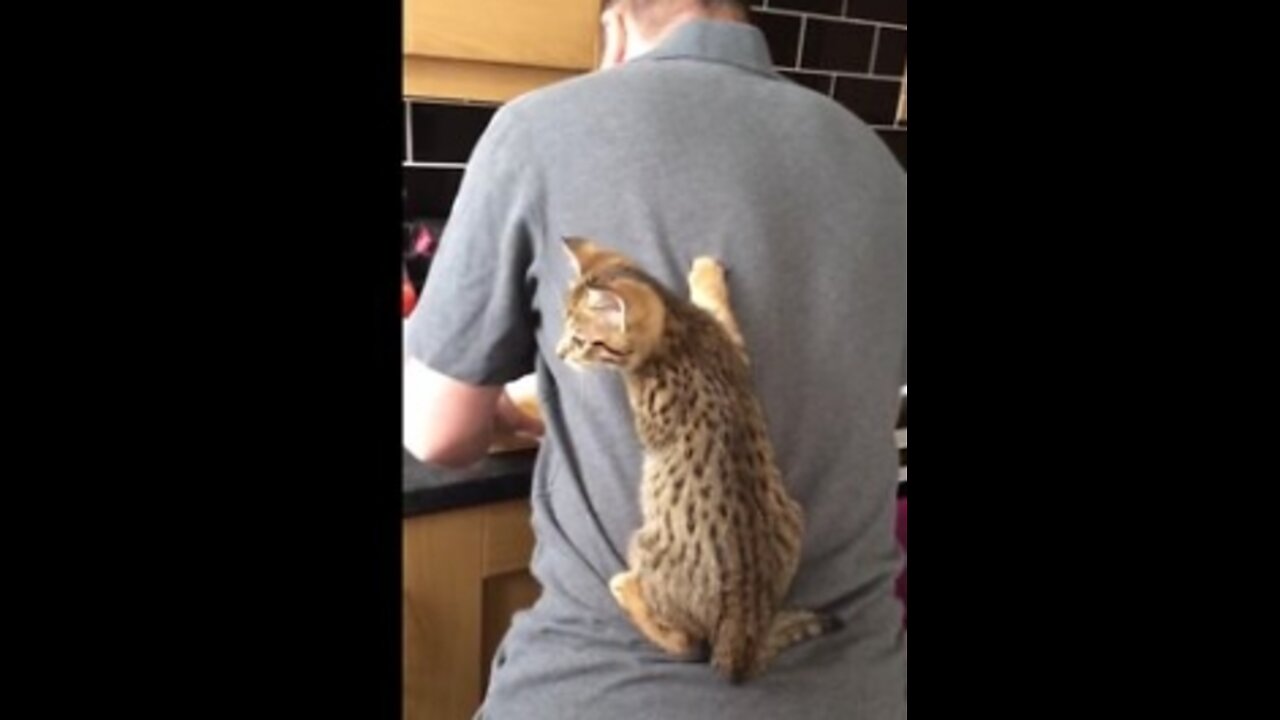 Funny animals video