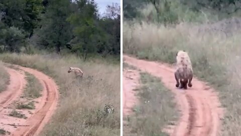 Safari tourist films bizarre footage of hyena walking on two legs