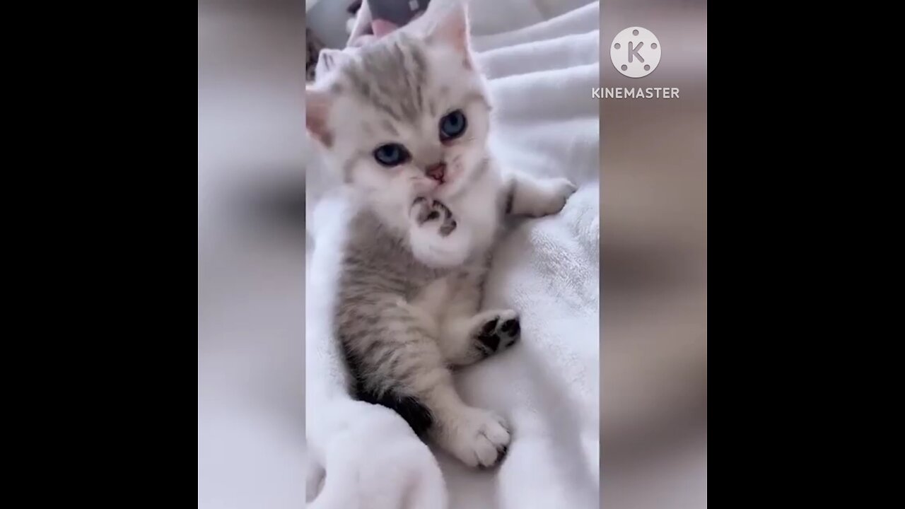 very very funny video cats 🤣🤣🤣🤣🤣