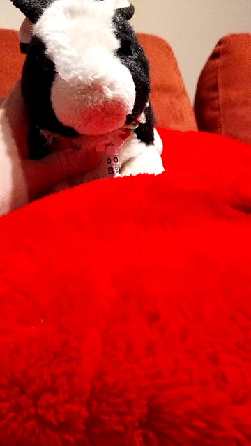 Bunny jumps on pillow