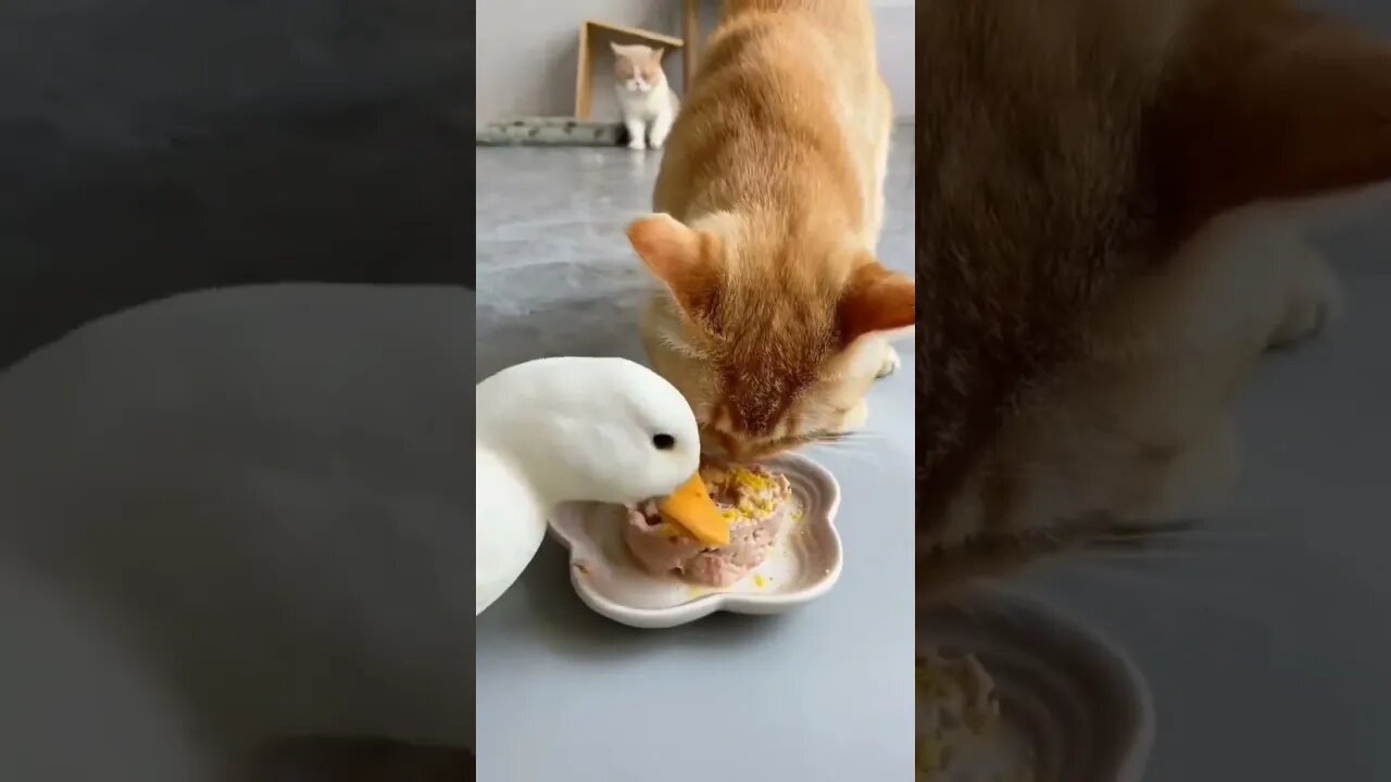 Pato guloso