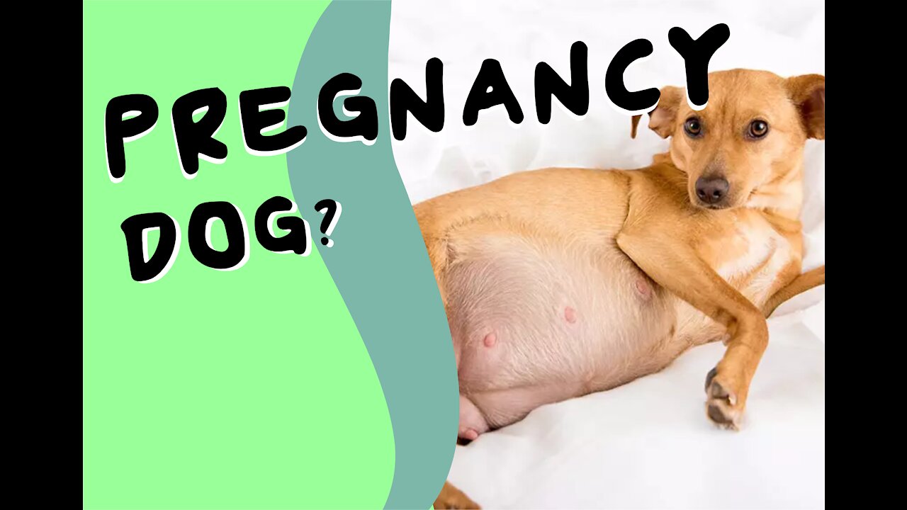 What are the early signs of dog pregnancy?