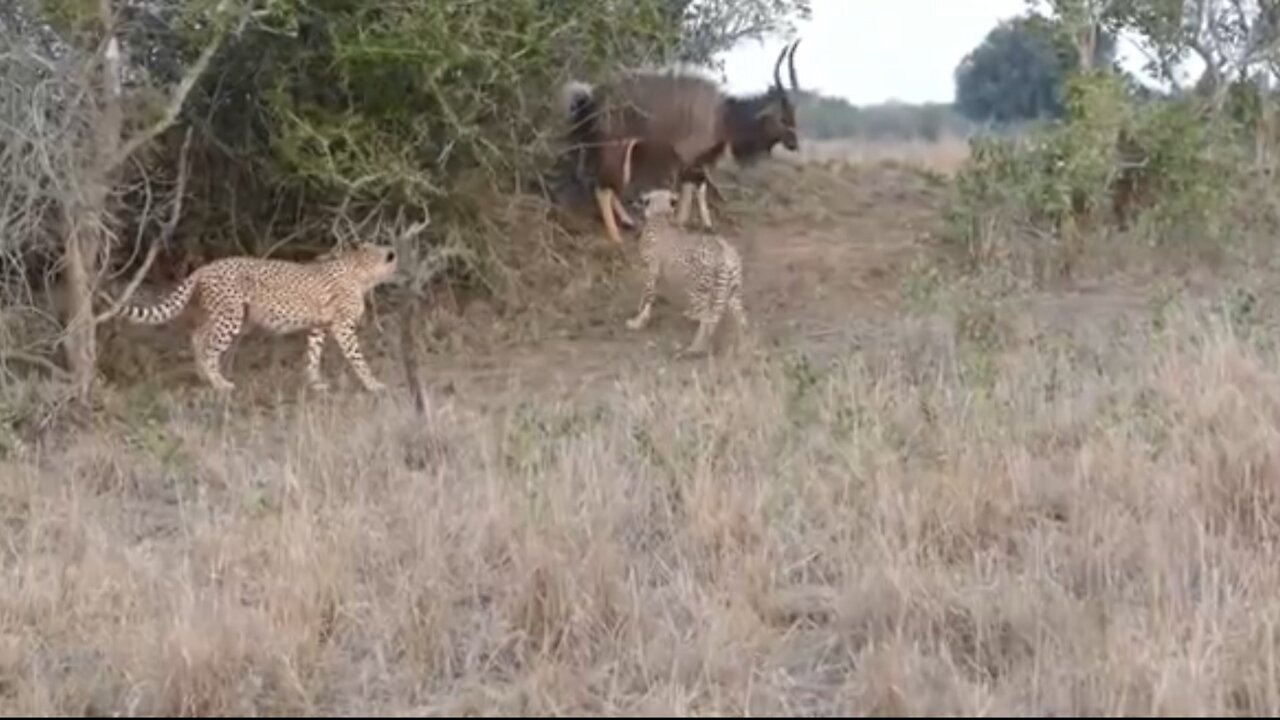Cheetah vs Nyala Bull - Who Will Win ?