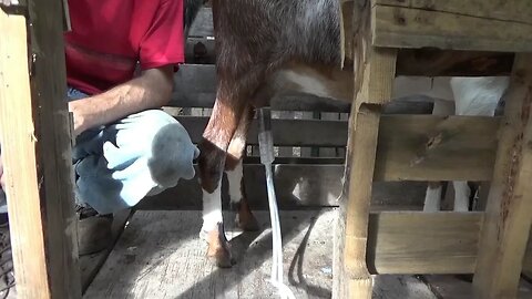 Chris Milking Goats Dansha Farms