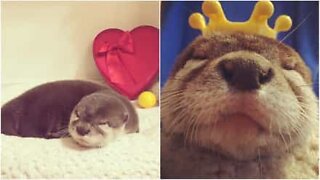 Una lontra pazza per il sushi!