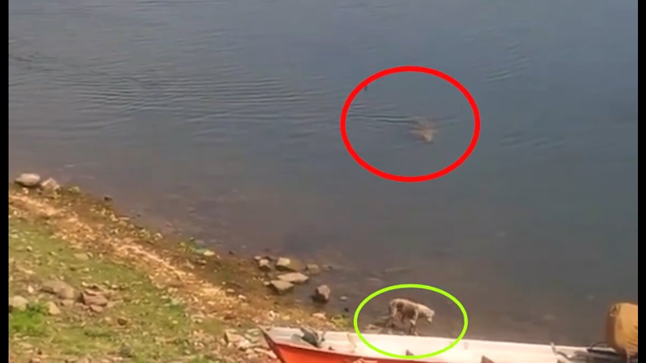 The Crocodile attack a dog at the Chambal river