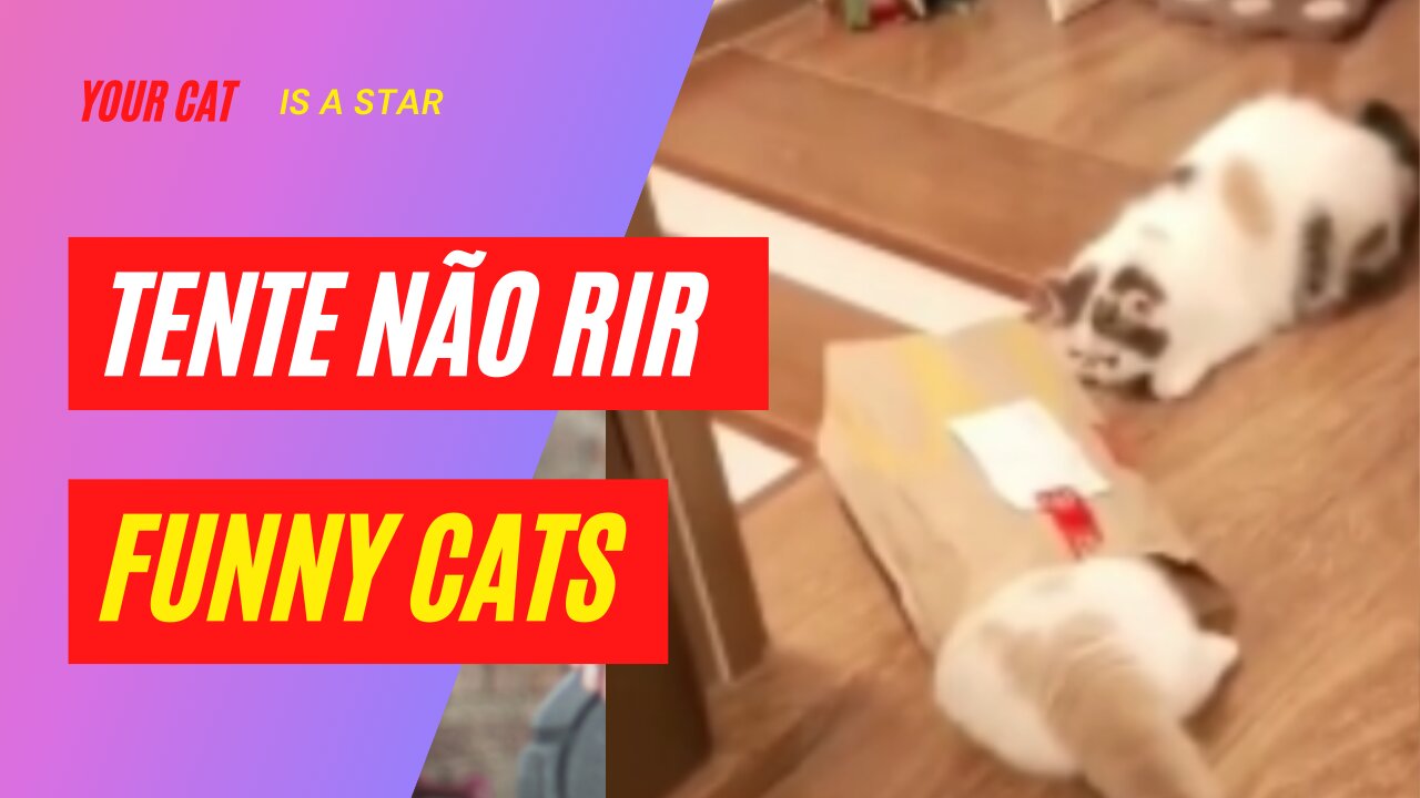 Funny Cats Laugh Alert Try not to laugh ... # 15