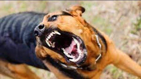 How to make your dog become aggressive instantly with a few easy steps