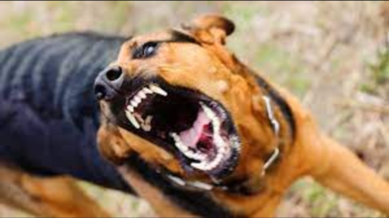 How to make your dog become aggressive instantly with a few easy steps
