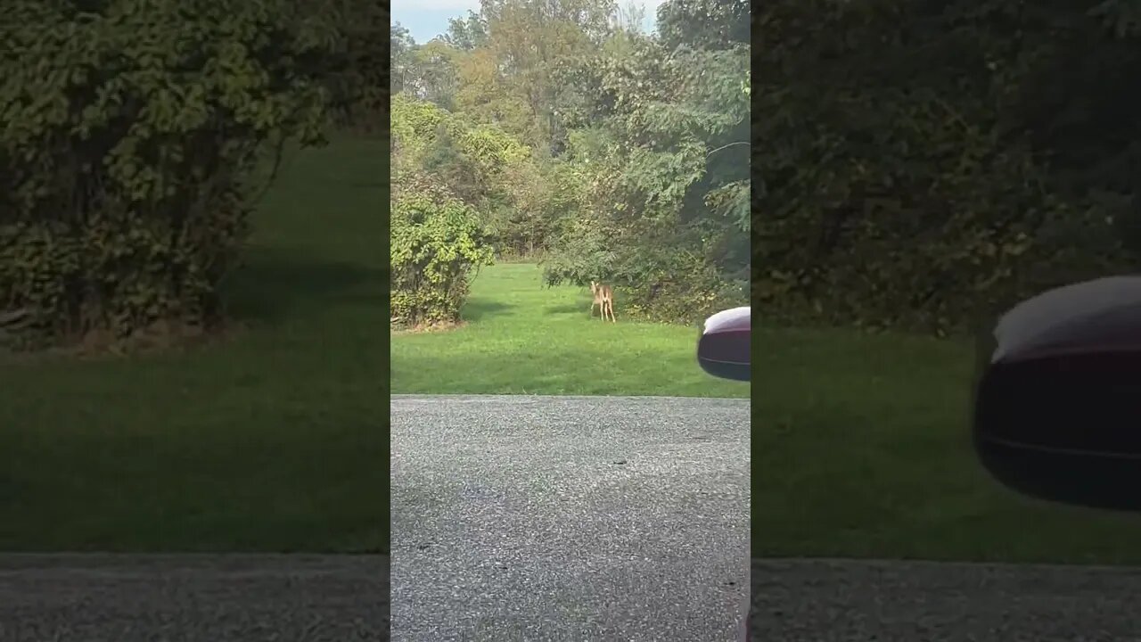 5 deer in my yard