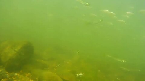 underwater footage of bass beneath schooling shad