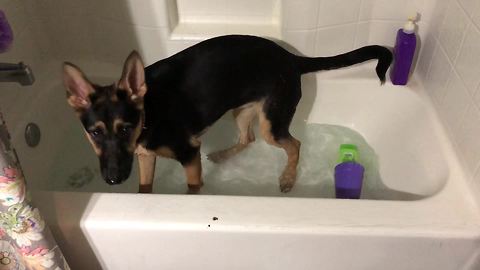 Puppy ecstatic to play with bath water