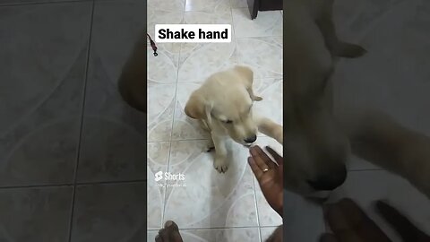 Sit & hand shake #shorts #shortsfeed #puppy