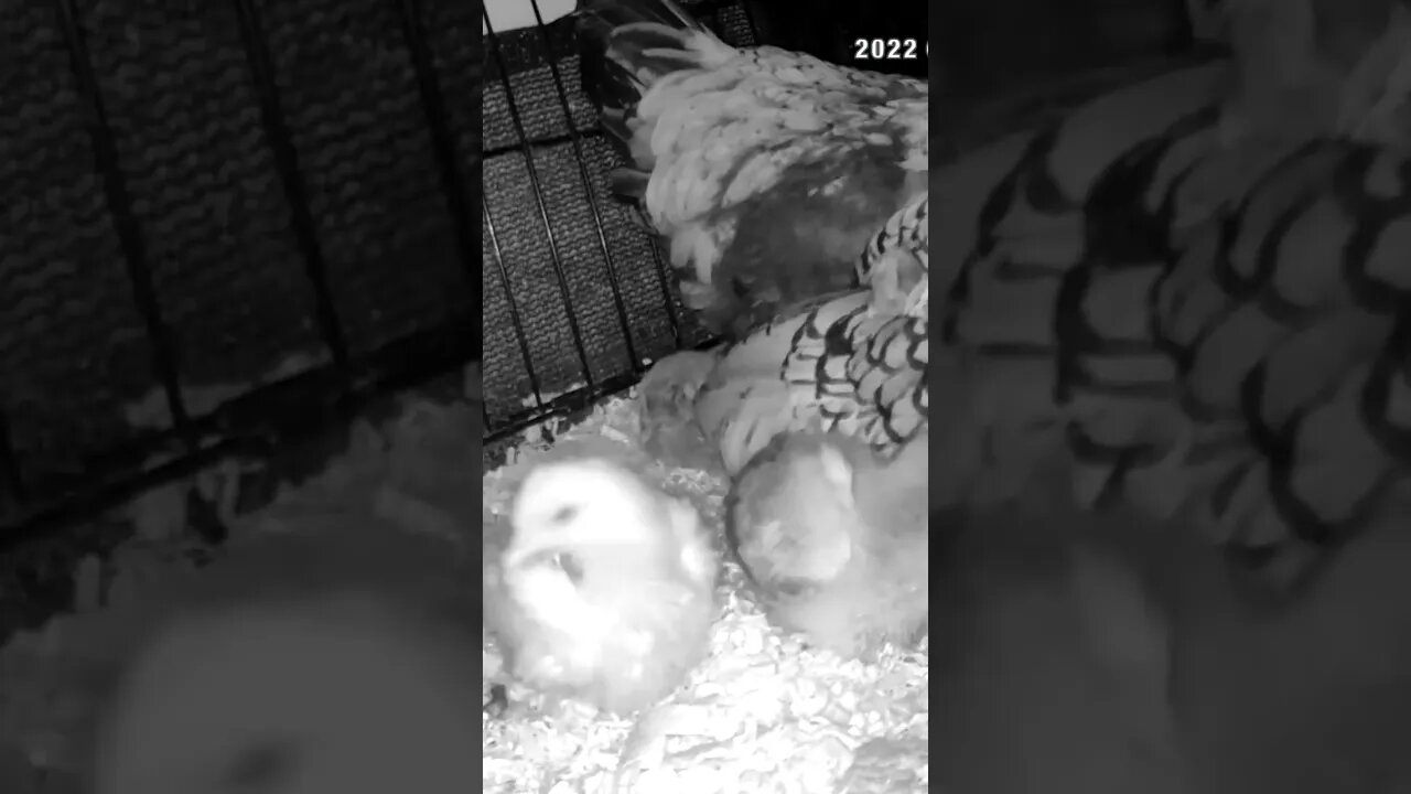 Watching abandoned chicks with new hen and her chicks