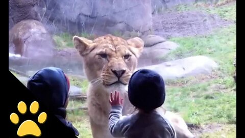 "Non-Stop Laughter: Hilarious Animal Moments!"