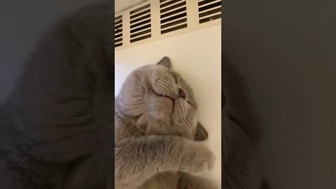 Cat snore