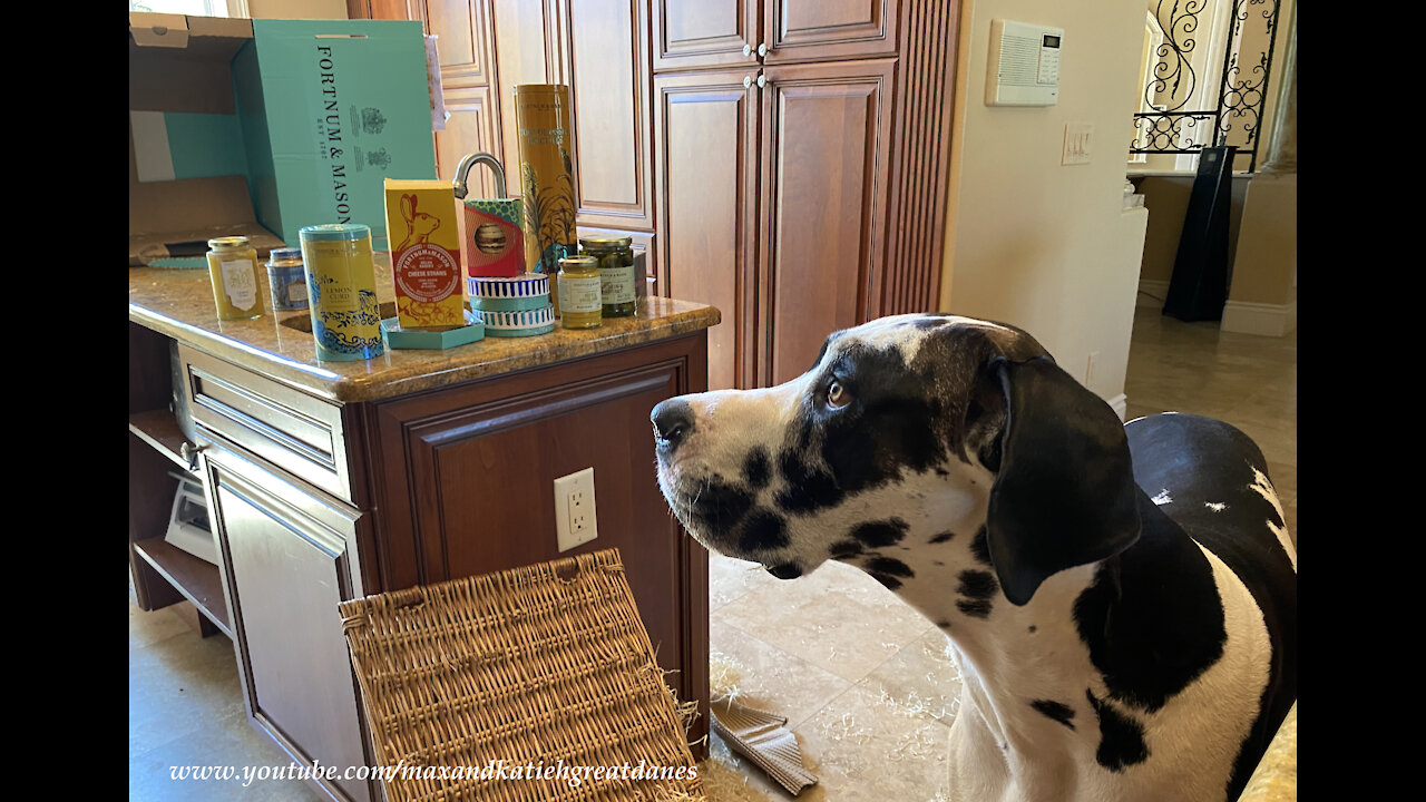 Happy Great Dane Helps Open Gourmet Food Basket From London