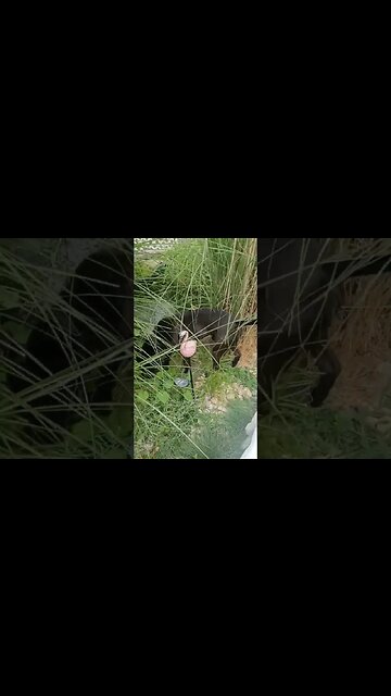 Bug Invasion. Bugs? Or weaponized hybrids developed by DARFA? I'm not paranoid, just aware.