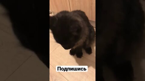 ТЫ ПОХОЖ НА КОТА!!!