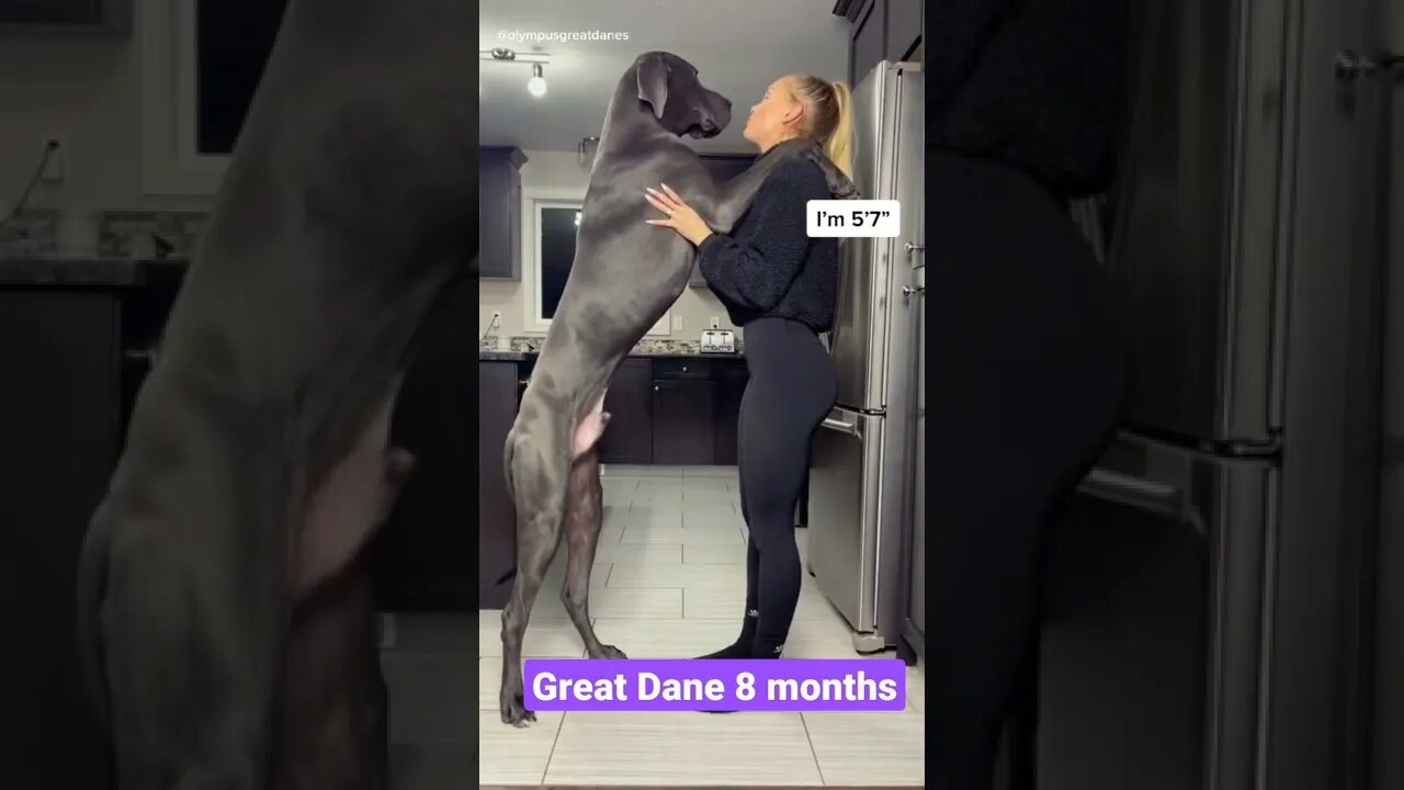 great dane dog breed||german shepherd||pitbull dogs||#GigoX#Shorts#pug#puppies#Dogpuppy