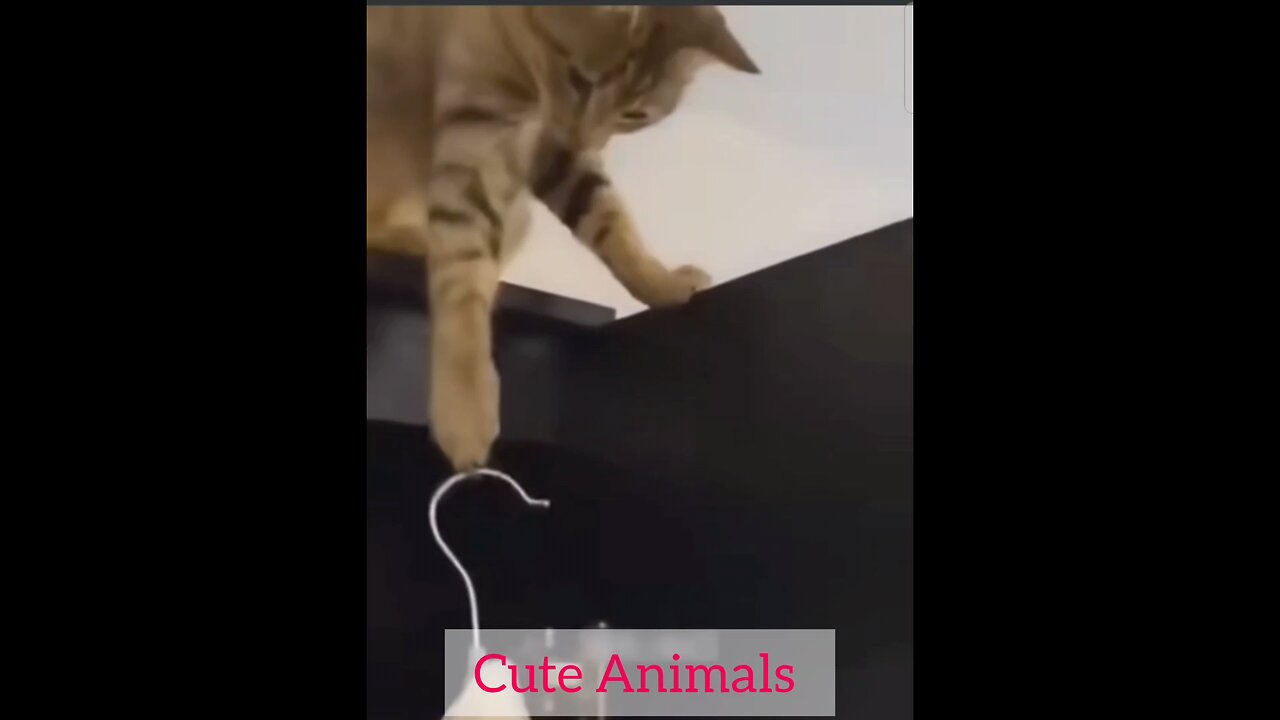 Cute Animals don't miss