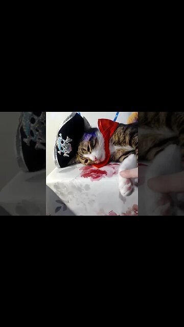 Captain Cat Took a Break #shorts