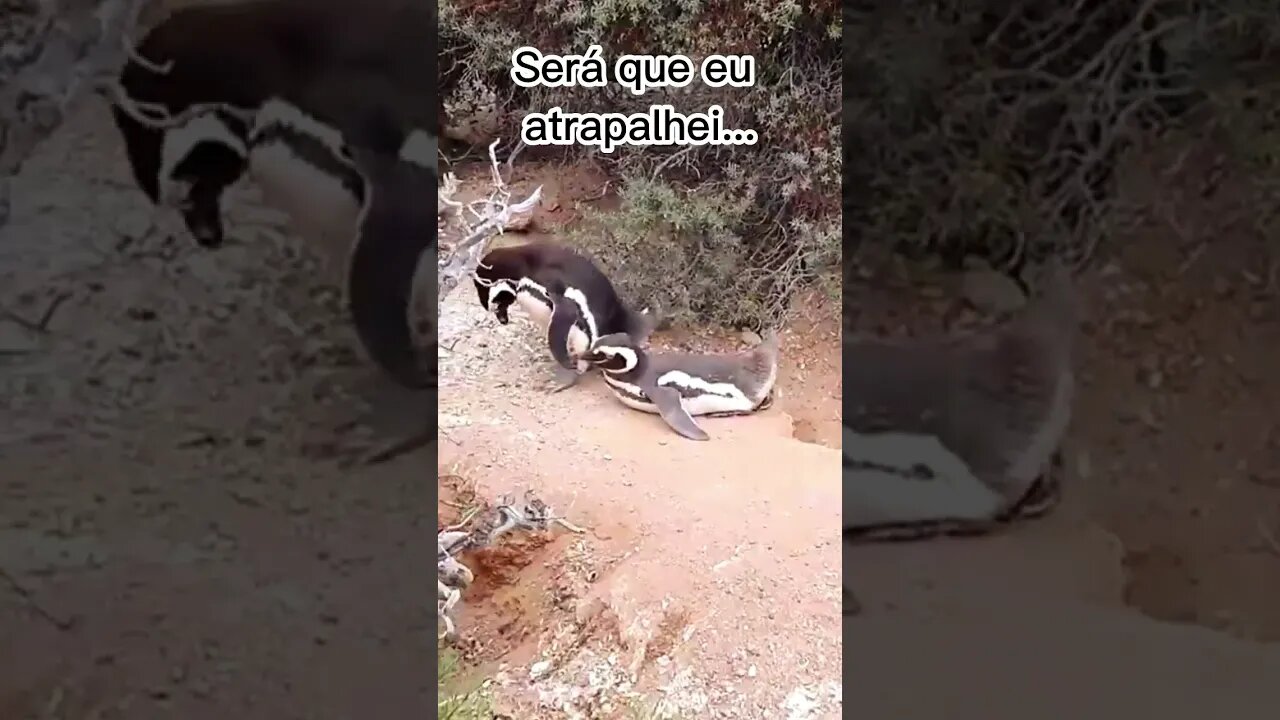 Esses pinguins sabem como se divertir!!