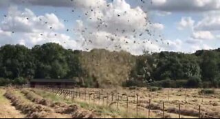 Tornado forma-se numa fazenda em Inglaterra