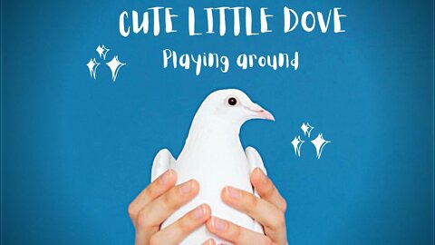 Cute Lil Dove 🕊 Playing Around