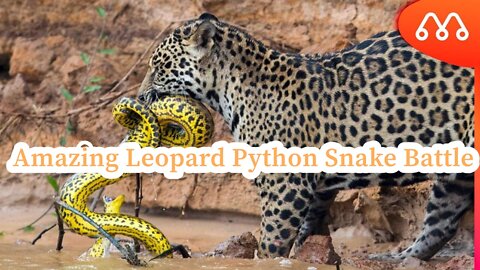 Amazing Leopard Python Snake Battle