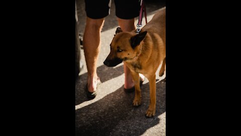 WoW!! Aggressive German Shepherd Attacks Pitbull Bluntly