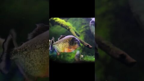 REINO ANIMAL.