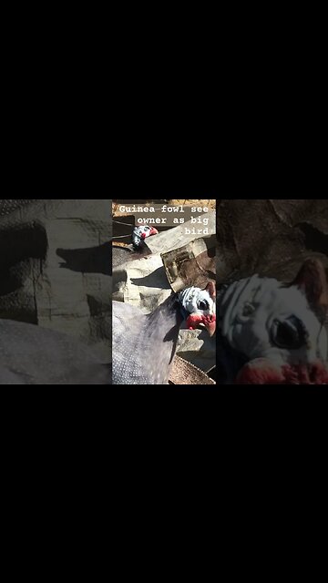 Guinea fowl think owner is a big bird. Imprinting