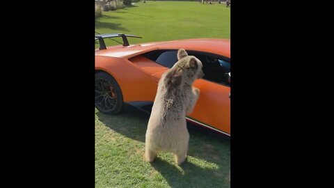 bears love lamborghini too