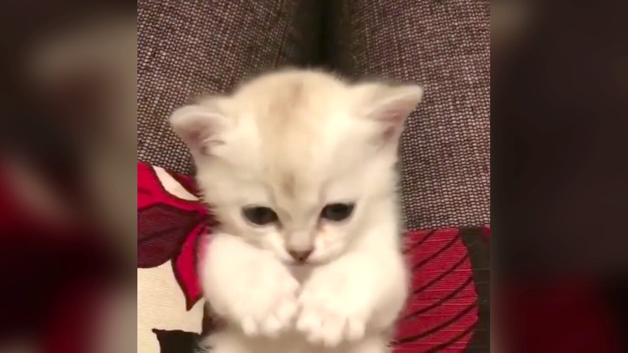 Cute kittens meowing compilation - Funny kitten video