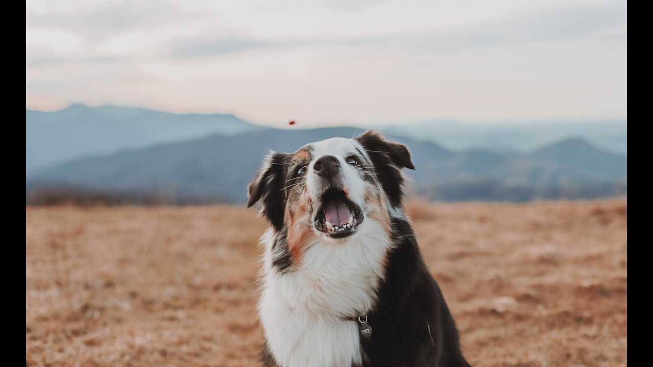 Funniest Dog Video To Watch