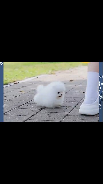 Cute funny pets videos 😂 part 5