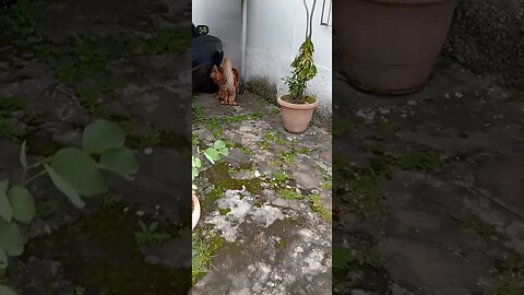 #dogshow , #animals , #dogs , #shorts