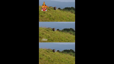 elephant 🐘 at sathram to pullumedu sabarimala