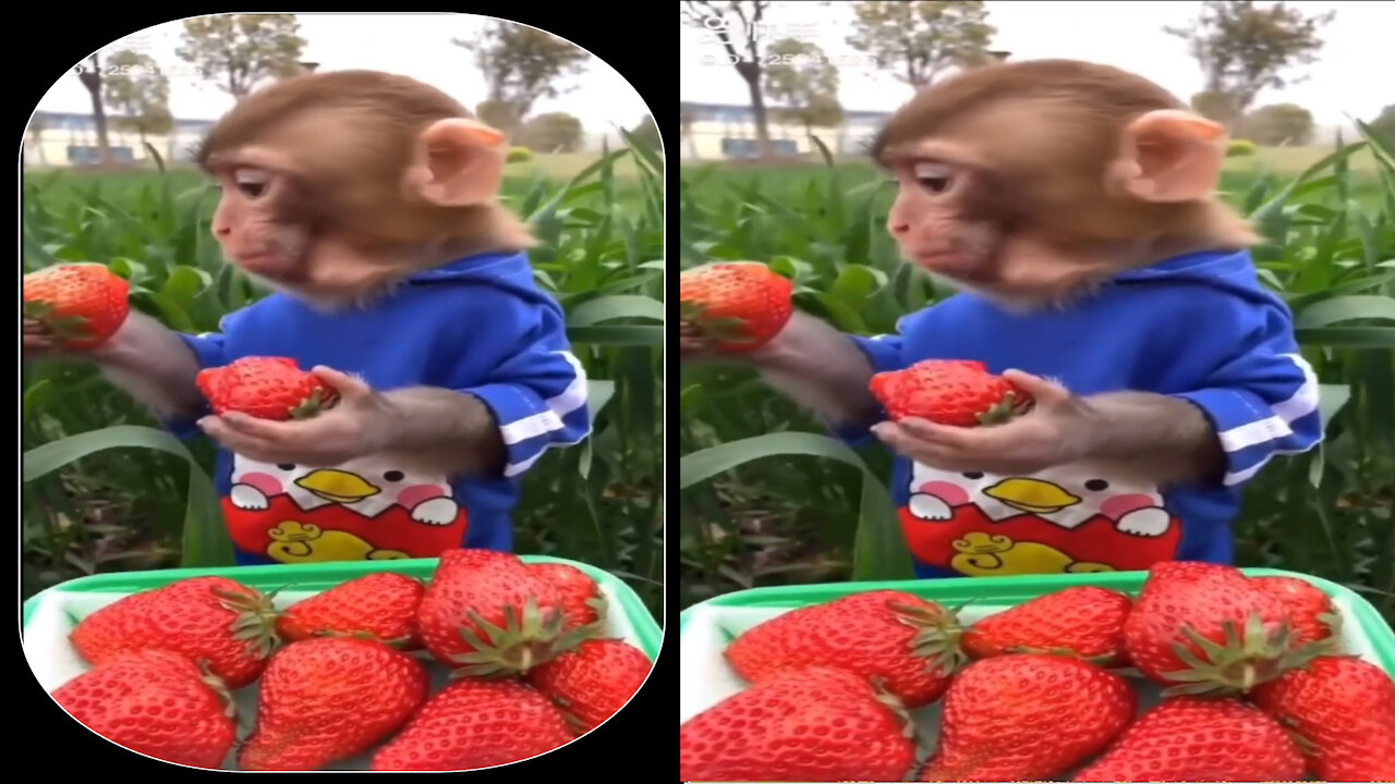 Monkey eats Manseka