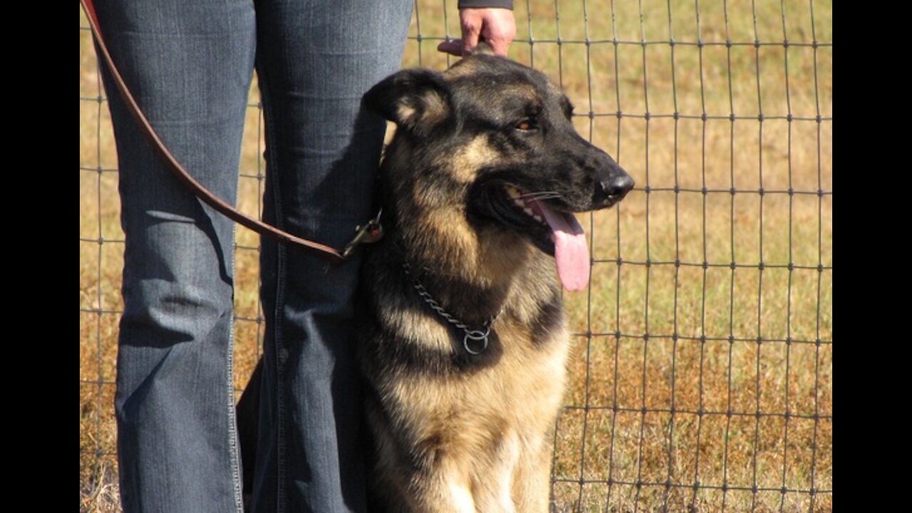 EASY Dog Training Commands For Your New Dog To Be Trained!