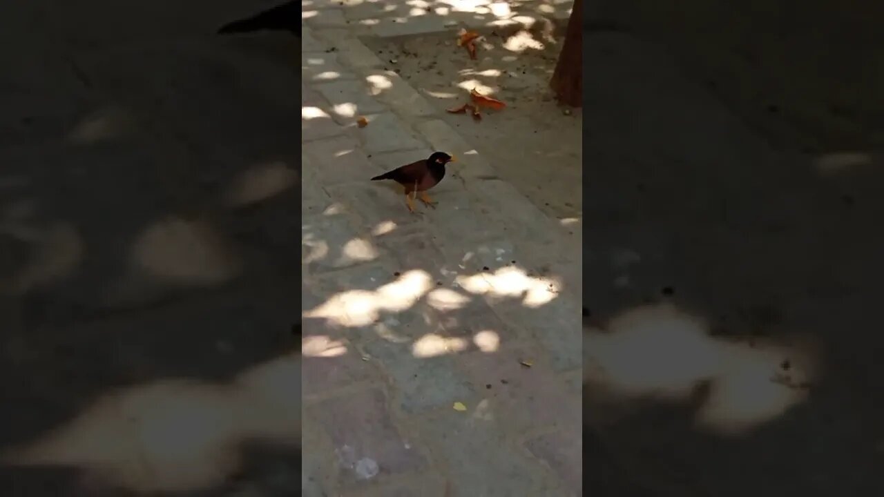 cute birds 4 #shorts #viral #shortvlog