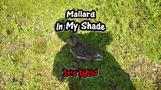 Mallard In My Shade