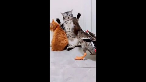 chicken and Cat | Rooster and dog. When dog run like chicken