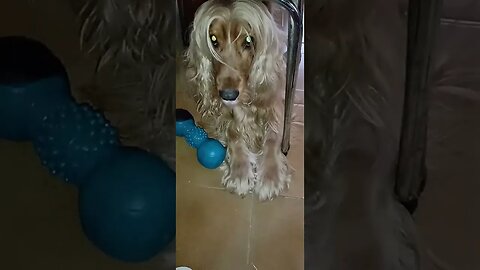 #dogshow , #animals , #dogs , #shorts